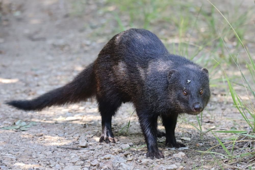 Marsh Mongoose in Tanzania